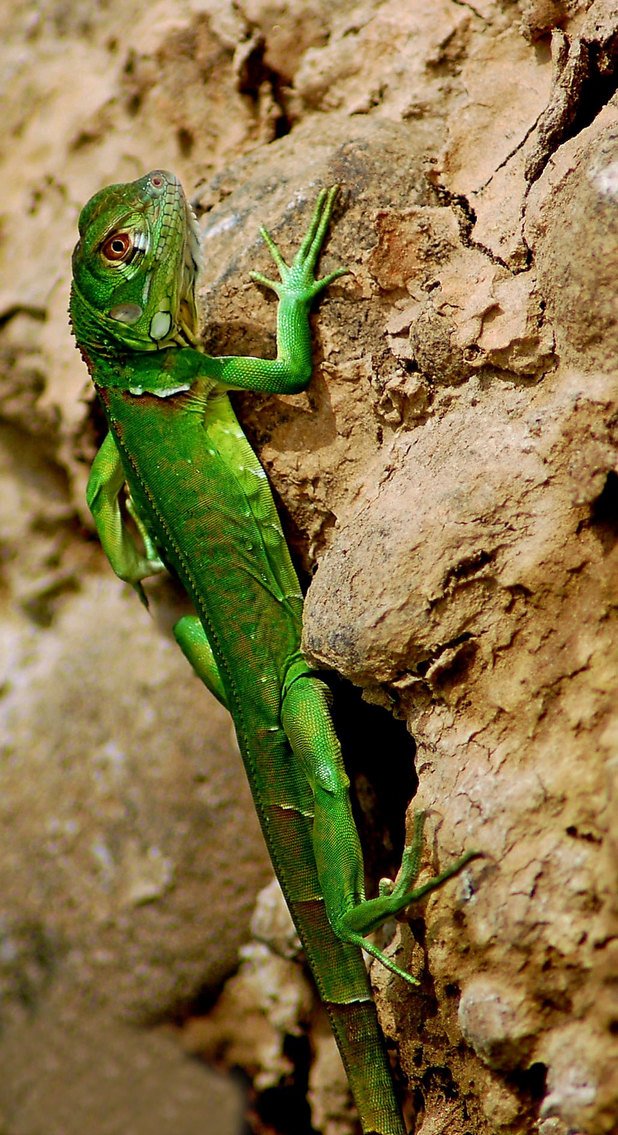 Costa rica lizard